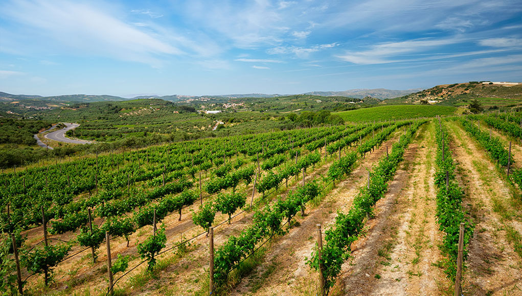 Današnje evanđelje kao krimić: “Ubojstvo u vinogradu”