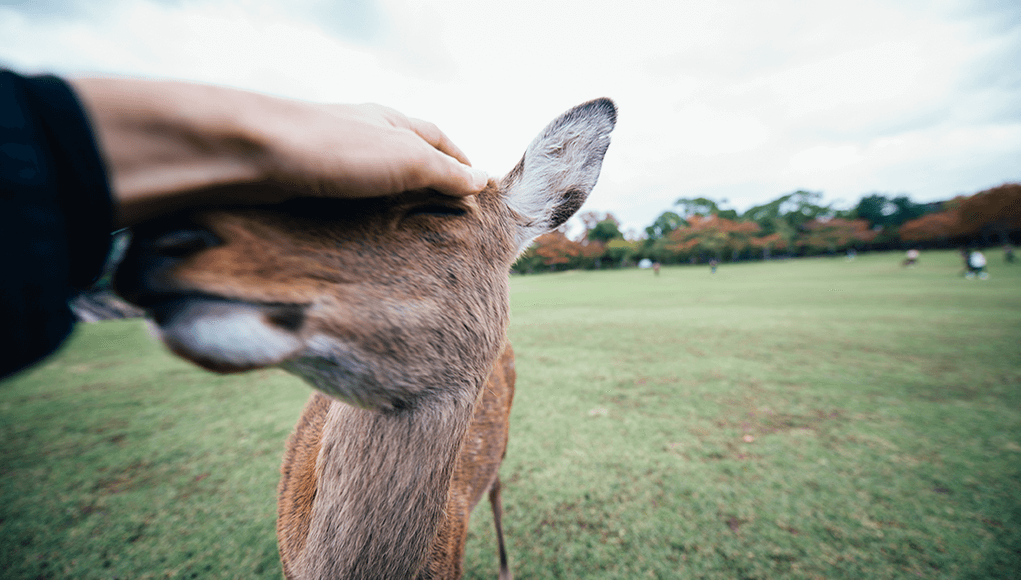 Imaju li životinje dušu?